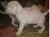 PoulaTo: Dogo Argentino καθαροαιμα κουταβια 6979314054 ΕΛΛΑΔΑ