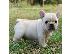 PoulaTo: Γαλλικο μπουλντογκ - French bulldog