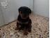 PoulaTo: Rottweiler