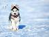 PoulaTo: Χάσκι Σιβηρίας (Siberian Husky)