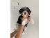 PoulaTo: Adorable Pedigree biewer terrier Puppies for sale