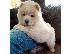 PoulaTo: Chow Chows Availabel Kc Reg
