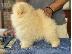 PoulaTo: Κουτάβι Pomeranian