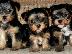 PoulaTo: Yorkshire terrier super pocket, Αττική (€ 110.00 )