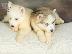 PoulaTo: HUSKY SIBERIAN