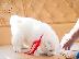 PoulaTo: Εξαιρετικά κουτάβια Samoyed