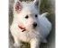 PoulaTo: Κουτάβια West Highland Terriers