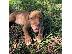 PoulaTo: Pit bull