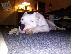 PoulaTo: Dogo Argentino καθαροαιμα κουταβια 6979314054 ΚΡΗΤΗ