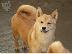 PoulaTo: Shiba Inu κουτάβια προς πώληση
