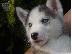 PoulaTo: Siberian Husky