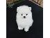 PoulaTo: τσαγιού Pomeranian