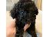 PoulaTo: Κουτάβια Poodle