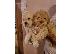 PoulaTo: Labradoodle κουτάβια