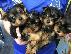 PoulaTo: Γιορκσαϊρ μινι yorkshire terrier