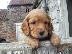 PoulaTo: Cocker Spaniel Καθαροαιμα κουτάβια ευκαιρία Αθηνα 6988190151...