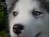PoulaTo: Husky κουταβια καθαροαιμα