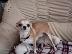 PoulaTo: Lovely Chihuahua Puppies for Sale,