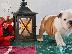 PoulaTo: English Bull Dog