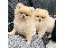 PoulaTo: Καταπληκτικά κουτάβια από Pomeranian!