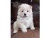 PoulaTo: Chow Chows Availabel Kc Reg