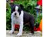 PoulaTo: Ειδική Boston Terrier κουτάβια