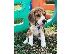 PoulaTo: Πώληση κουτάβια Nice Beagle.