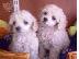 PoulaTo: Κανίς toy ΛΕΥΚΑ Caniche Poodle