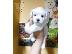 PoulaTo: maltese mini