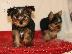PoulaTo: Yorkshire terrier super pocket, Αττική (€ 110.00 )