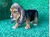 PoulaTo: Basset hound Puppies