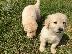 PoulaTo: Όμορφα Golden Retriever κουτάβια