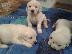 PoulaTo: GOLDEN RETRIVER