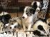 PoulaTo: Κουτάβια Border Collie