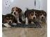 PoulaTo: Beagle - Μπιγκλ καθαροαιμα και υιγιεστατα κουταβια στις καλυτερες τιμες 6979314054...