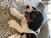 PoulaTo: Εκπληκτικά κουτάβια Jack Russell