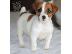 PoulaTo: Φανταστικά κουτάβια Jack Russell ΤΩΡΑ ΕΔΩ
