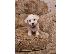 PoulaTo: Κουτάβια Georgeous Bichon Frise