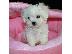 PoulaTo: Μαλτέζ μίνι (Maltese mini)...