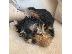 PoulaTo: αγαπώντας το Yorkie terrier έτοιμο για υιοθέτηση.