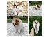 PoulaTo: Πωλείται αγόρι Pomeranian Spitz