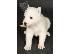 PoulaTo: White Siberian Husky