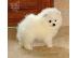 PoulaTo: Pomeranian κουτάβι