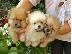 PoulaTo: Pomeranian κουτάβια
