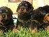 PoulaTo: Rottweiler καθαρόαιμα επιλογής