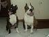 PoulaTo: Διατίθενται κουτάβια American Staffordshire Terrier