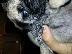 PoulaTo: Πωλείται pug