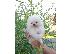 PoulaTo: Pomeranian Spitz κουτάβια