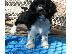 PoulaTo: Καλή αναζητούν Cocker Spaniel κουτάβια προς πώληση.