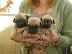 PoulaTo: Pug